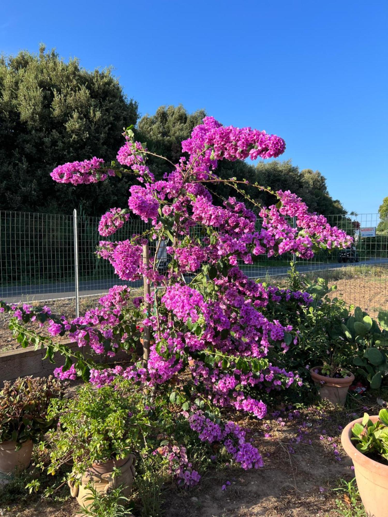 Agriturismo Il Giardino Degli Olivi Appartamenti Castiglione della Pescaia Exterior foto
